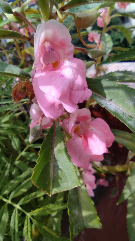 Redmi Note 9 Pro