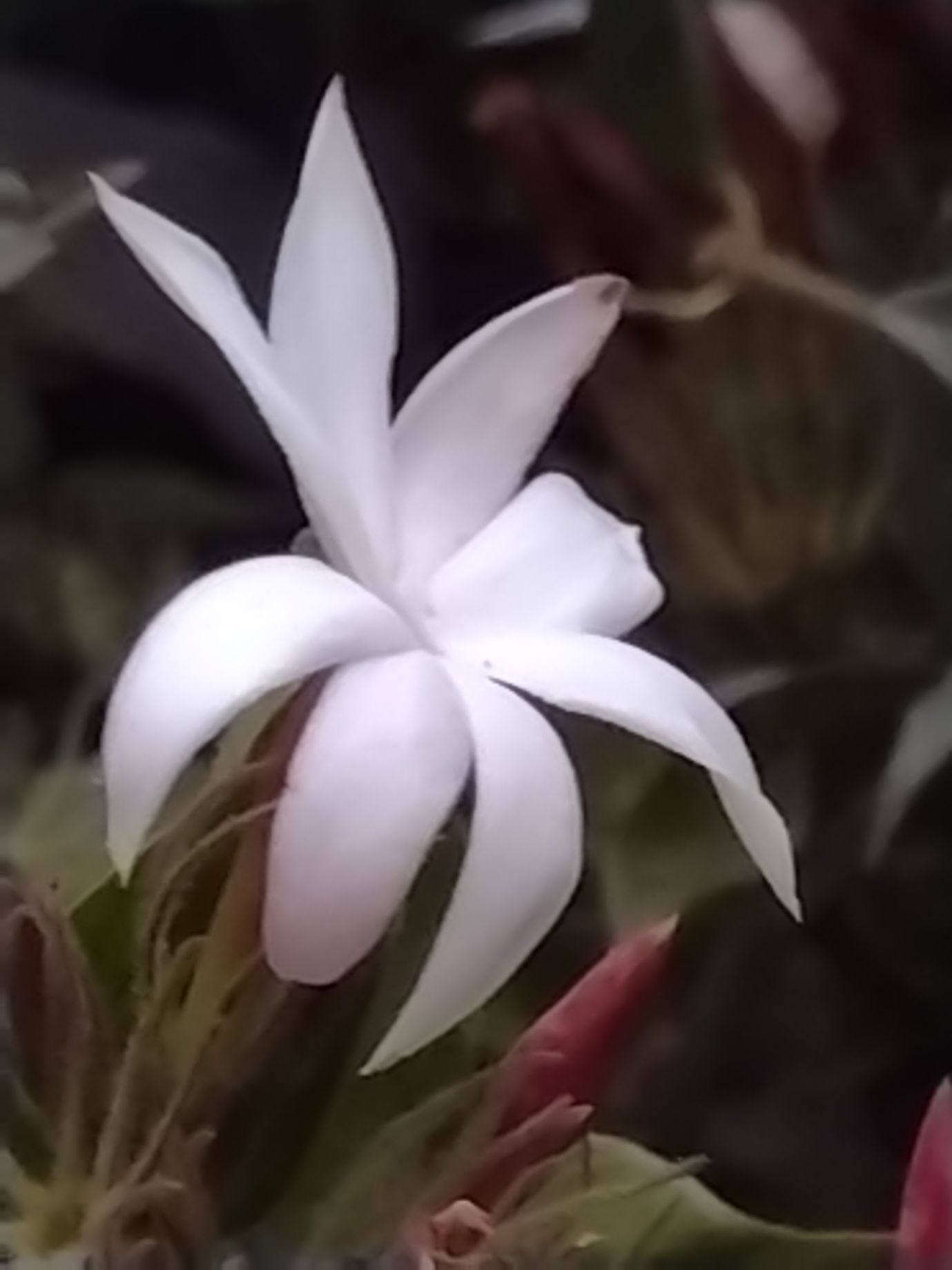 e7-plus-8x-zoom