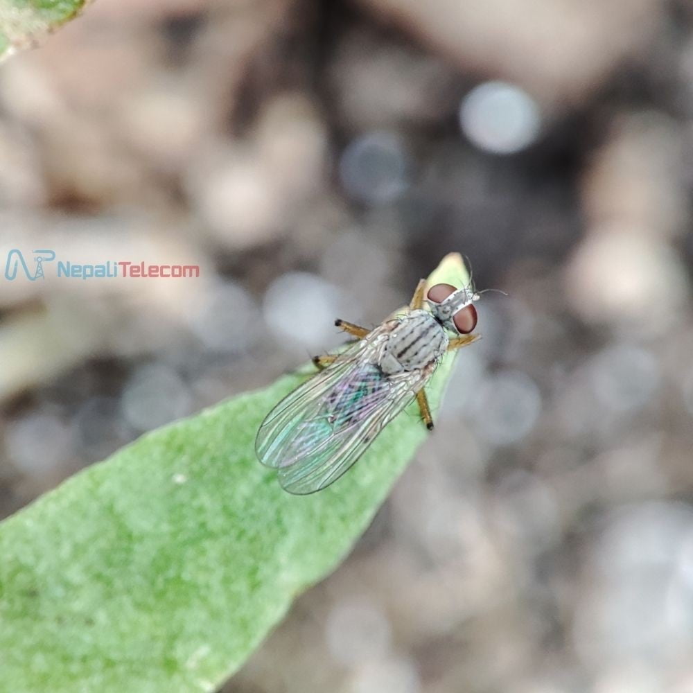 Xiaomi Redmi Note 10 Pro Super macro mode of fly