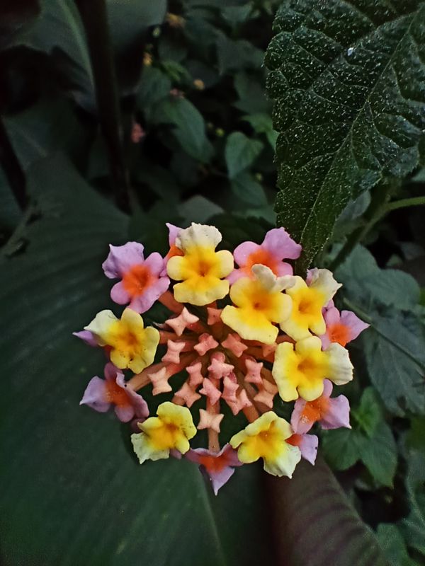 Macro Mode